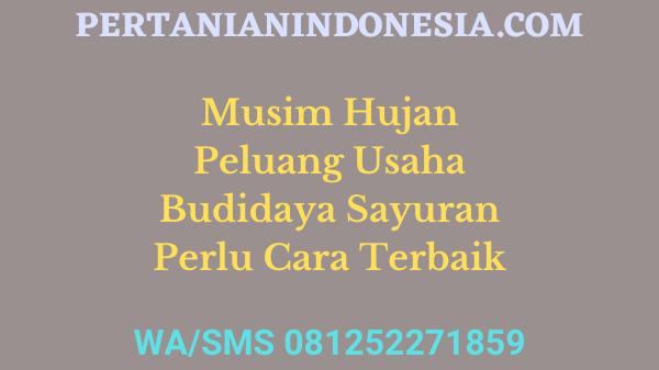 Musim Hujan Peluang Usaha Budidaya Sayuran Perlu Cara Terbaik